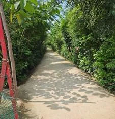 Around 56,000 sq. meters of Dense Forests created in Prayagraj in last two years using Miyawaki Technique